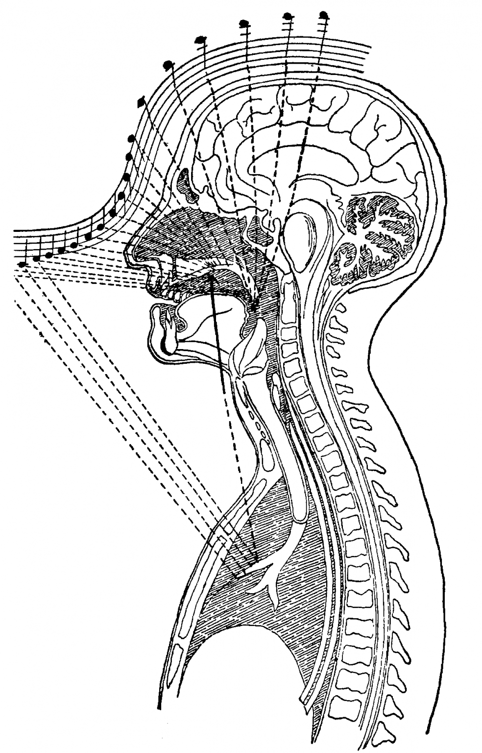 Craving for the rush of head voice vibrating in your head? Voicercise
